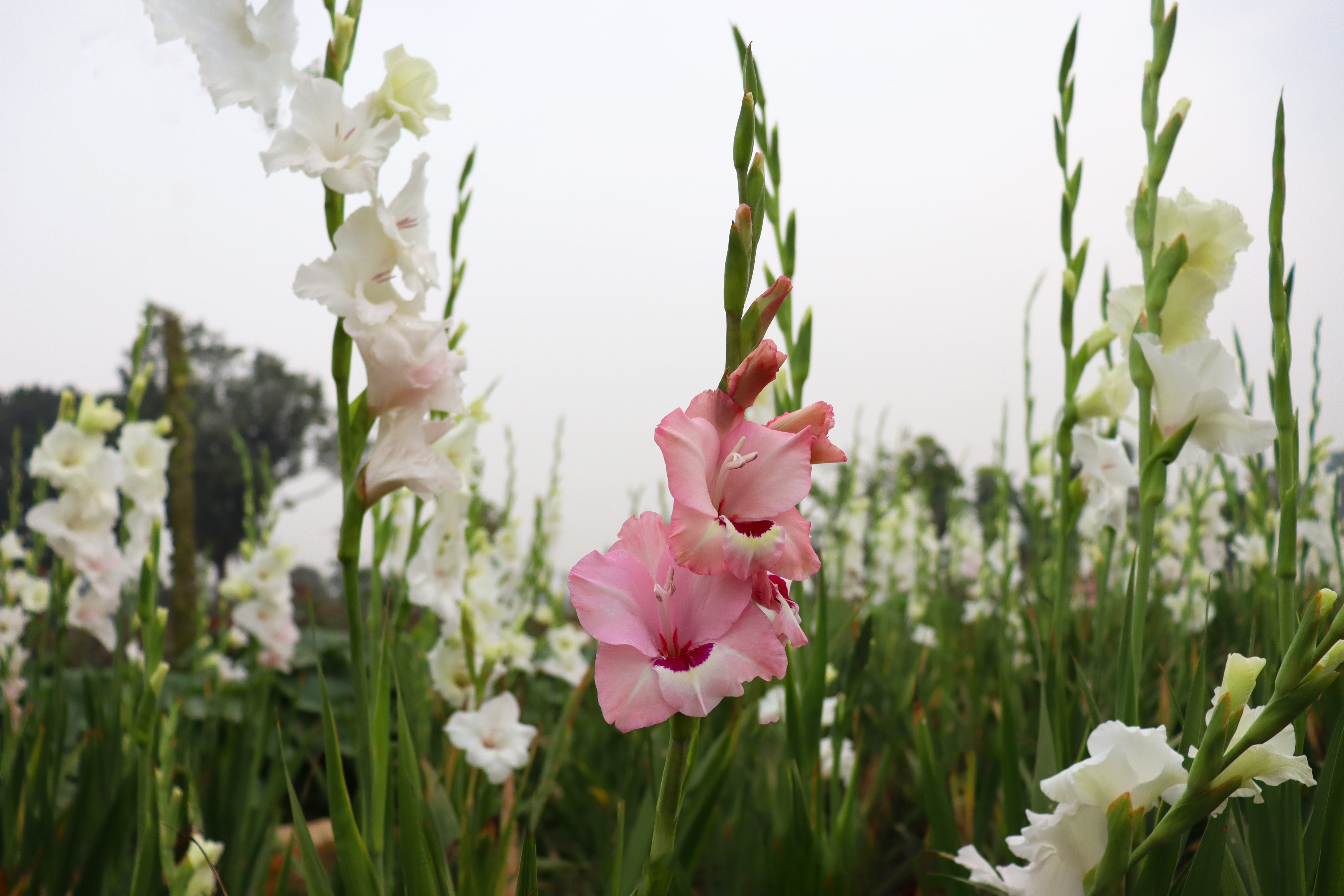 Pink Colored Gladiolus Flowers in Firm